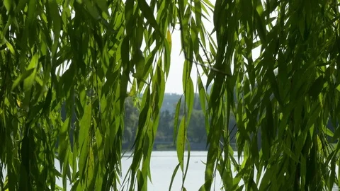 The Branches And Leaves Of Weeping Willow Swaying In The Wind On A Pond 스톡 동영상 79116678