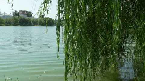 The Branches And Leaves Of Weeping Willow Swaying In The Wind 스톡 동영상 80901402