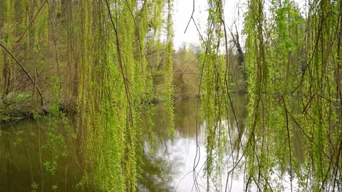 Branches and leaves of weeping willow in front of the lake 스톡 동영상 260089903