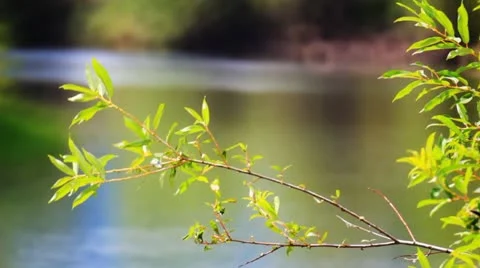 Branches and leaves of willow 库存影片 10807729