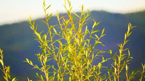 Branches and leaves of willow 库存影片 10807777