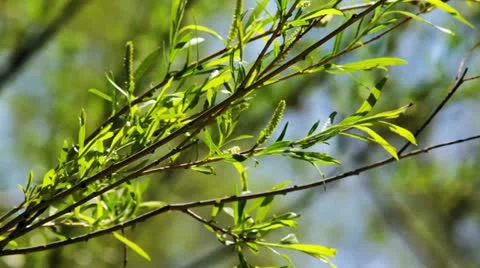 Branches and leaves of willow Видео 11237876