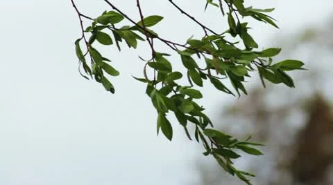 Branches and leaves of willow Видео 11237888