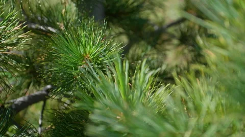 Branches and needles Stock Footage 196838589