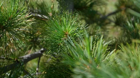 Branches and needles Stock Footage 197392862