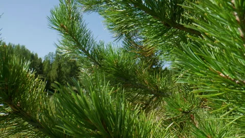 Branches and needles Stock Footage 197511222