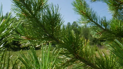 Branches and needles Stock Footage 201171050