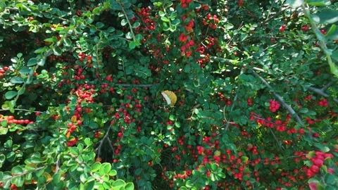 Branches and red berries of the cotoneaster shrub. Stock-Footage 318611265