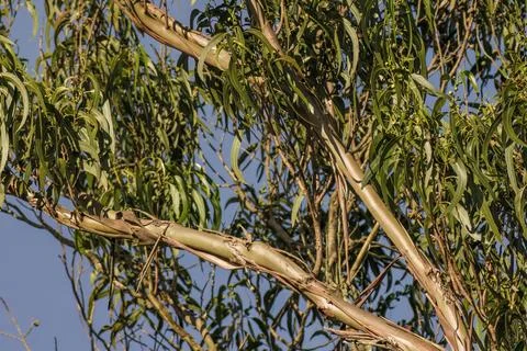 The branches and shredded bark of an eucalyptus tree, illuminated by the suns Stock Photos