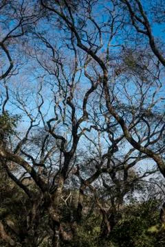 Branches and sky Stock Photos