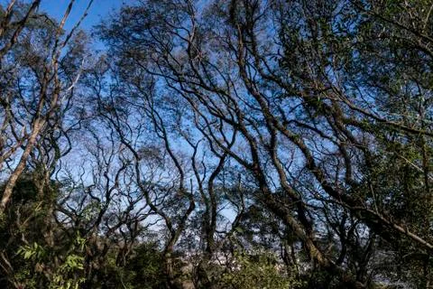 Branches and sky Foto stock
