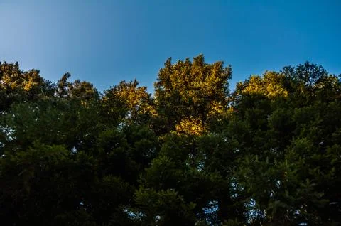 Branches and sky Stock Photos