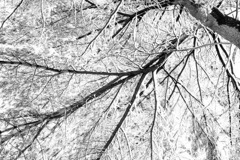 Branches and snow Stock Photos