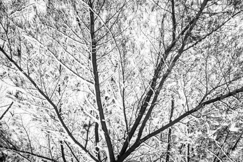 Branches and snow Stock Photos