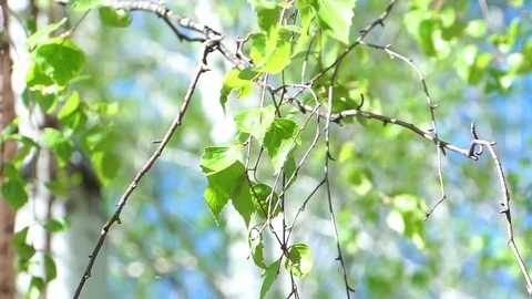 Branches and spring leaves of birch. Stock Footage 75054226