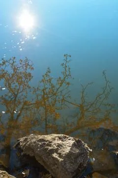 Branches and sun reflection Stock Photos