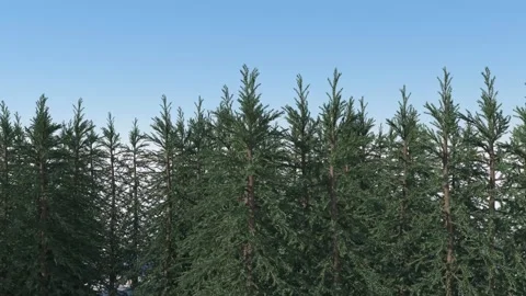 The branches and tops of a dense green forest sway in the wind against the blue Stock Footage 152540044