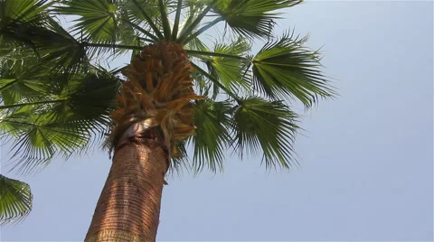 Branches and trunk of a palm tree Stock Footage 65966022