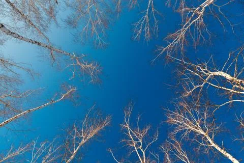 Branches and trunks of birch trees on a background of the cloudless sky. Stock Photos