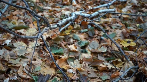 Branches and trunks of trees in the autumn forest close up Stock Footage 98698731