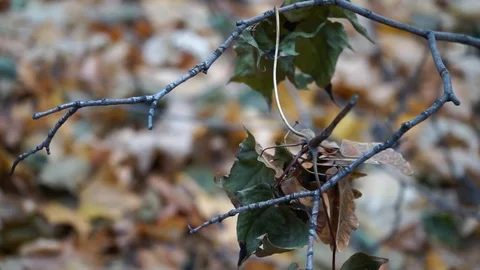 Branches and trunks of trees in the autumn forest close up Stock Footage 98698737