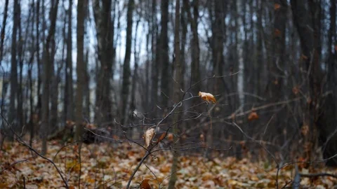 Branches and trunks of trees in the autumn forest close up Stock Footage 98698742