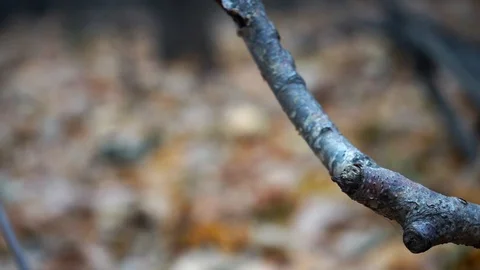 Branches and trunks of trees in the autumn forest close up Stock Footage 98698753