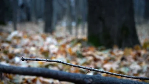 Branches and trunks of trees in the autumn forest close up Stock Footage 98698758