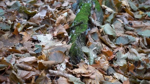 Branches and trunks of trees in the autumn forest close up. green moss. Stock Footage 98698766
