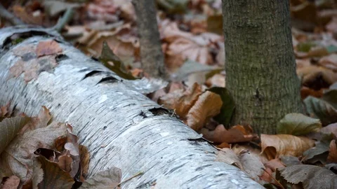 Branches and trunks of trees in the autumn forest close up Stock Footage 98698770