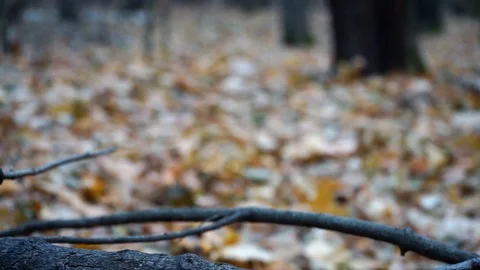 Branches and trunks of trees in the autumn forest close up Stock Footage 98698772