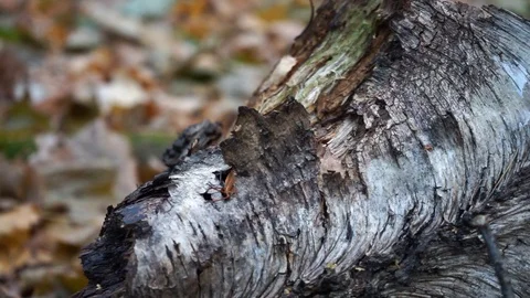 Branches and trunks of trees in the autumn forest close up Stock Footage 98698785
