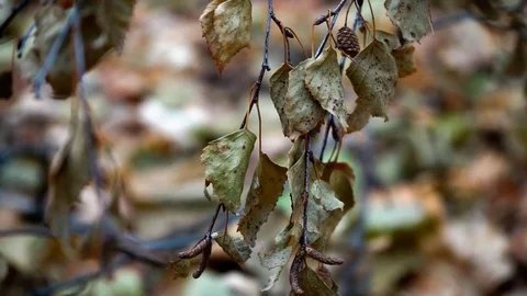 Branches and trunks of trees in the autumn forest close up Stock Footage 98698787