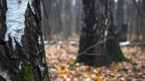 Branches and trunks of trees in the autumn forest close up Stock Footage 98698797