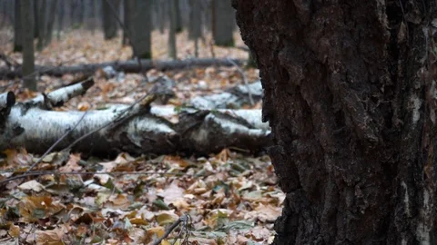 Branches and trunks of trees in the autumn forest close up Stock Footage 98698799