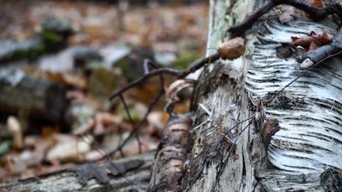 Branches and trunks of trees in the autumn forest close up Stock Footage 98698805