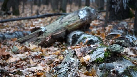 Branches and trunks of trees in the autumn forest close up Stock Footage 98698807