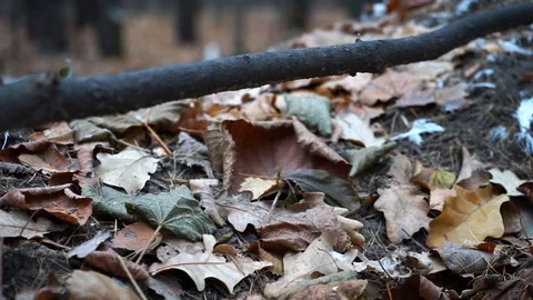 Branches and trunks of trees in the autumn forest close up Stock Footage 98698819