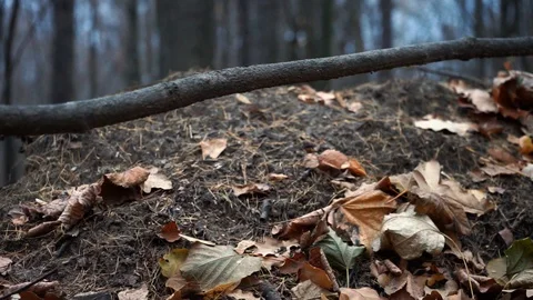 Branches and trunks of trees in the autumn forest close up Stock Footage 98698820