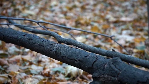 Branches and trunks of trees in the autumn forest close up Stock Footage 98698824
