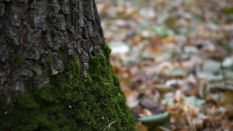 Branches and trunks of trees in the autumn forest close up. green moss. Stock Footage 98698833