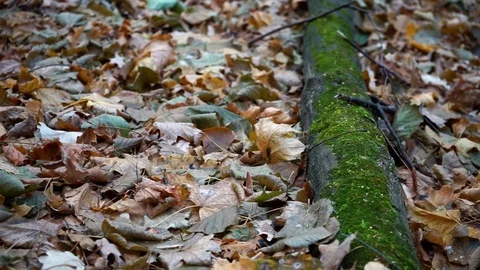 Branches and trunks of trees in the autumn forest close up. green moss. Stock Footage 98698845