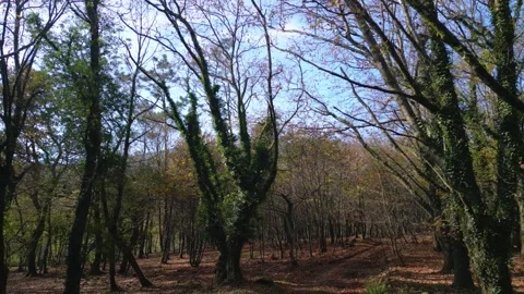 Branches And Trunks Of Trees Covered With Lush Green Vegetations. Pullback Shot 動画素材 261585741