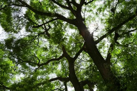 Branches and trunks of trees in spring. Stock Photos