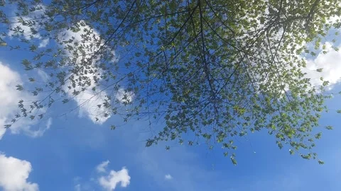 Branches and Twigs Video stock 307755982