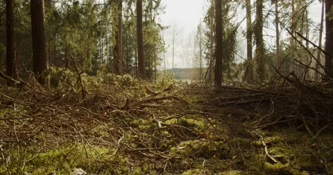 Branches and twigs on forest ground from clearcutting and deforestation, Stock Footage 131136213