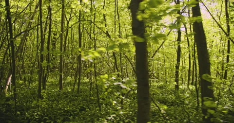 Branches and Twigs from Forest Trees on a Beautiful Sunny Day Stock Footage 134084795