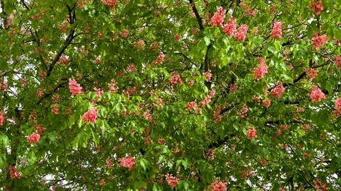Branches and twigs with meat red coloured blossoms of red flowering chestnut Stock Footage 129706714
