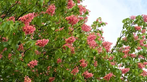 Branches and twigs with meat red coloured blossoms of red flowering chestnut Stock Footage 129711001