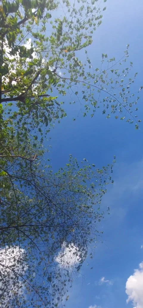 Branches and Twigs Motion, Vertical Stock Footage 307755963